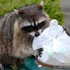 raccoonz_thrift